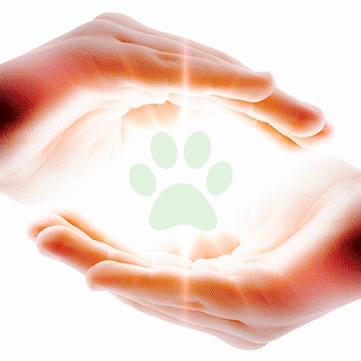 Reiki para Animais
